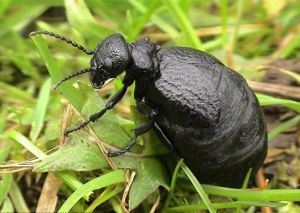 地中海泌油甲殼蟲 地中海泌油甲殼蟲