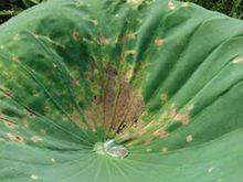 藕[睡蓮科植物的根莖]