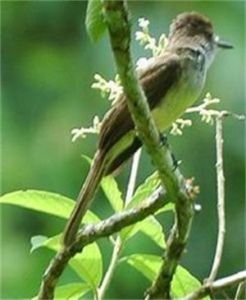 尤卡坦蠅霸 尤卡坦蠅霸