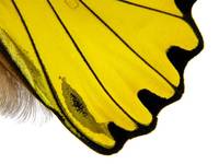 鳥翼裳鳳蝶(圖8-幼蟲)