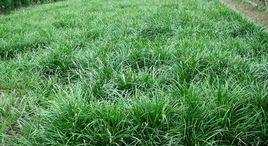 長花剪股穎 長花剪股穎