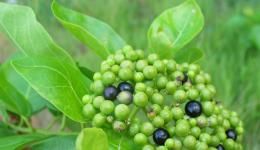 鈍葉臭黃荊 鈍葉臭黃荊