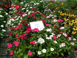 長春花（夾竹桃科）