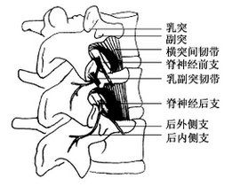 脊神經後支 脊神經後支