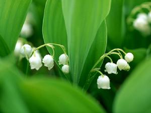 （圖）德國鈴蘭