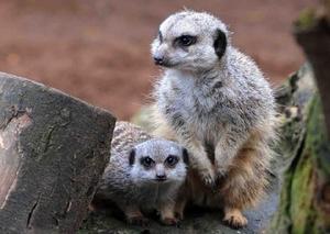 貓鼬為女兒棄做首領獲贊”蒙哥最美父親”