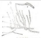 細花葉蘚 細花葉蘚