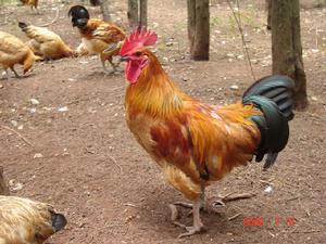 公雞