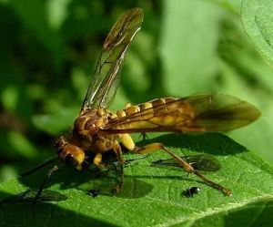 室帶槌腹葉蜂 室帶槌腹葉蜂