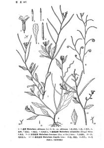 澀薺(原變種) 澀薺(原變種)