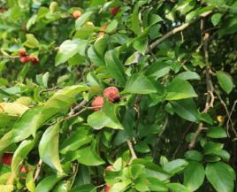 柘樹莖葉 柘樹莖葉