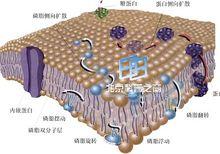 生物膜[分隔細胞器或外界的膜系統]