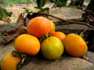 蒲州青柿