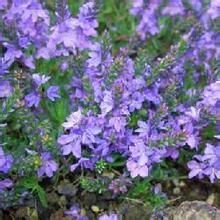 穿心蓮族 穿心蓮族