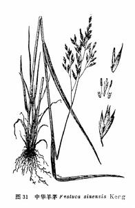 中華羊茅 中華羊茅
