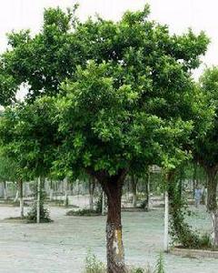 小葉榕[桑科榕屬植物榕樹]