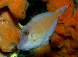 黃緣擬板機魨 黃緣擬板機魨