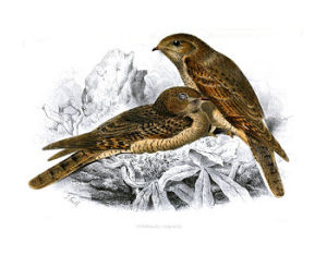 純色夜鷹 純色夜鷹