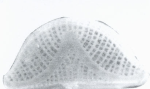 光亮窗紋藻 光亮窗紋藻