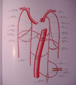 乳內動脈 乳內動脈