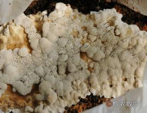乳酪節卵孢霉 乳酪節卵孢霉