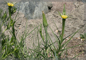 纖細婆羅門參 纖細婆羅門參