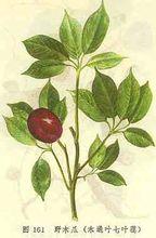 木通七葉蓮[木通七葉蓮]