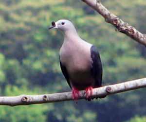 所羅門果鳩 所羅門果鳩
