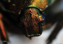 華北大黑鰓金龜 華北大黑鰓金龜