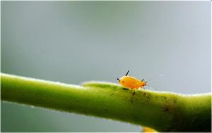 夾竹桃蚜蟲 夾竹桃蚜蟲