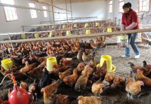 雞克雷伯桿菌病 雞克雷伯桿菌病