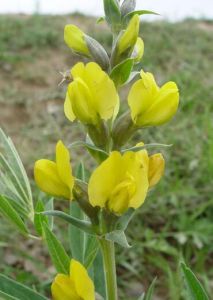 新疆黃華 新疆黃華