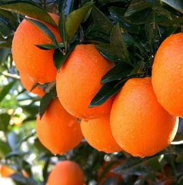 紐荷爾臍橙苗 紐荷爾臍橙苗