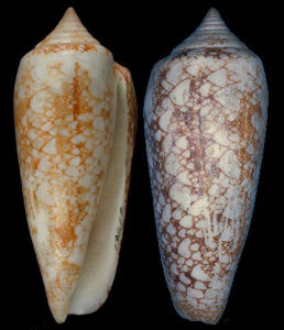 旋紋奧馬爾芋螺 旋紋奧馬爾芋螺