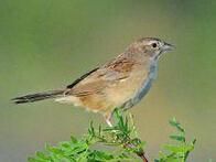 卡氏珀卡雀鵐 卡氏珀卡雀鵐