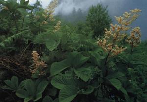 鬼燈檠屬 鬼燈檠屬