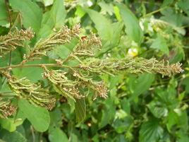 絨毛山螞蝗 絨毛山螞蝗