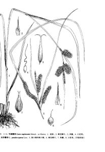 弓喙薹草 弓喙薹草