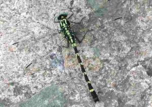 馬奇異春蜓 馬奇異春蜓