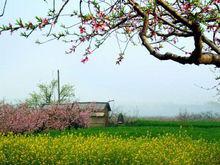 保家老營頂桃花園