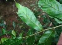 小葉櫟的植株