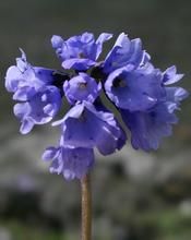 紫晶報春 紫晶報春