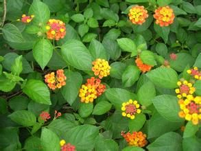 黃花具脈荊芥 黃花具脈荊芥