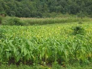 金盤河自然村 金盤河自然村