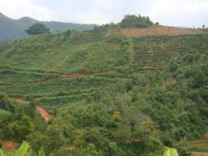 傣族寨自然村 傣族寨自然村