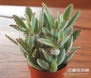 川耳2號 川耳2號