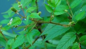 腺葉峨眉薔薇(變型) 腺葉峨眉薔薇(變型)