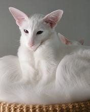 東方長毛貓 東方長毛貓