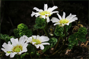 太白美花草 太白美花草