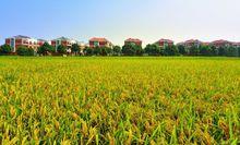 大溪風景 前瓦嶼村(攝影葉文龍）